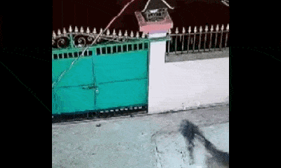 Video: Báo hoa mai đột nhập nhà dân, bắt trộm chó 