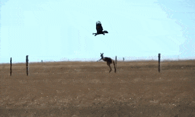 Video: Đại bàng đuôi nhọn tấn công kangaroo, suýt phải trả giá đắt
