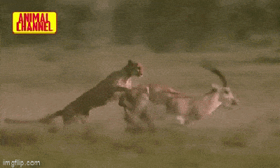 Video: Bị báo săn tấn công, linh dương có màn phản đòn ấn tượng