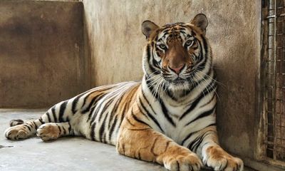 8 con hổ trong chuyên án ở Nghệ An sẽ được vườn thú Hà Nội tiếp nhận 