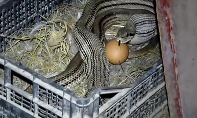 Video: Giật mình phát hiện rắn độc chiếm trứng gà trong ổ