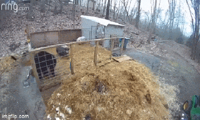 Video: Gấu đột nhập chuồng lợn, bị rượt đuổi thục mạng