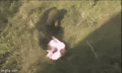Video: Lợn rừng bất ngờ lao vào cắn tay, chân người đàn ông 