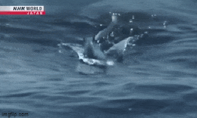 Video: Cá chuồn lập kỷ lục thế giới với thời gian bay lâu nhất