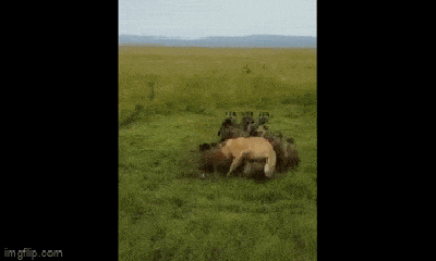 Video: Màn giải cứu kịp thời giúp sư tử thoát khỏi sự tấn công của bầy linh cẩu