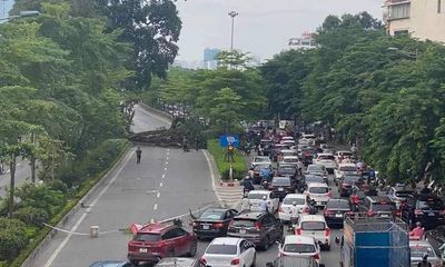 Hà Nội: Cây đa hơn 100 tuổi bị đổ, chắn ngang lối lên đường trên cao Nhật Tân - Cầu Giấy
