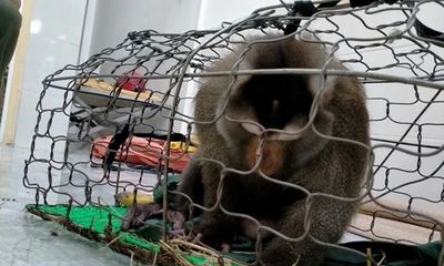 Tin thời sự mới nóng nhất 2/7: Đã bắt được khỉ quý hiếm vào khu dân cư dọa trẻ em