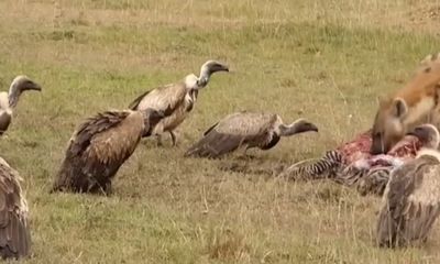 Video: Sư tử đực đánh đuổi linh cẩu cướp xác ngựa vằn