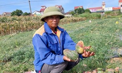 Vụ phá hoại ruộng dưa ở Nghệ An: Lão nông nhờ người viết đơn xin tha cho thủ phạm