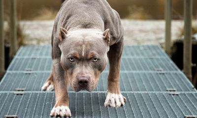 Thả chó Pitbull nặng 40kg qua cắn trả thù nhà hàng xóm 