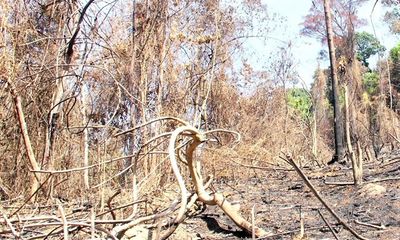 Vụ đốt thực bì gây cháy rừng tự nhiên: Khởi tố 2 Giám đốc