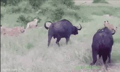 Video: Trâu rừng bị 6 con sư tử tấn công và cái kết 