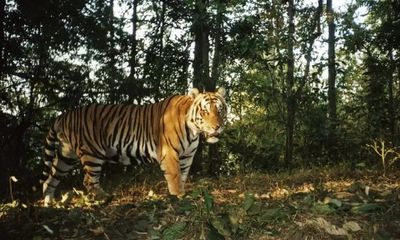 Tin thời sự mới nóng nhất 11/8: Xác minh hổ tự nhiên xuất hiện ở vườn quốc gia Phong Nha - Kẻ Bàng