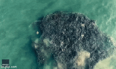 Video: Hàng nghìn con cá đuối gai độc bơi sát nhau tạo cảnh tượng kỳ ảo 