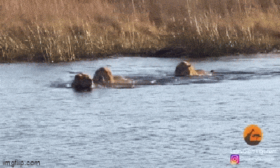 Video: Hà mã liều mình tấn công 3 con sư tử đang băng qua sông 