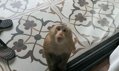 Đà Nẵng: Khỉ vàng di chuyển hơn 10km xuống khu dân cư, phá hoại nhà dân