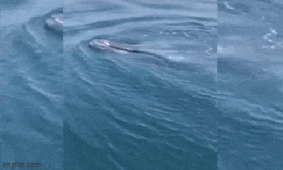 Cá voi dài gần 10m xuất hiện ở vùng biển Thanh Hóa, ngư dân vô cùng phấn khích 