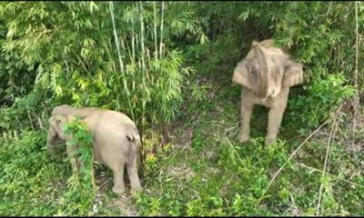 Mẹ con voi rừng xuất hiện ở Nghệ An, người dân dùng cồng chiêng xua đuổi