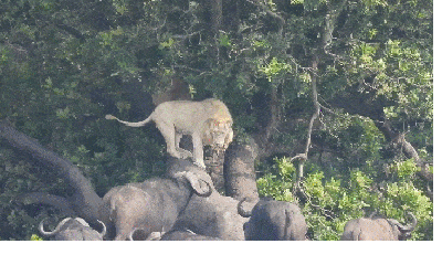 Video: Sư tử trắng bị đàn trâu rừng truy sát
