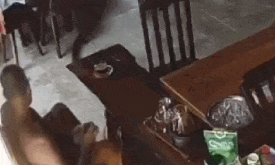 Video: Phát hiện rắn hổ mang chúa, nhà sư có phản ứng khó tin