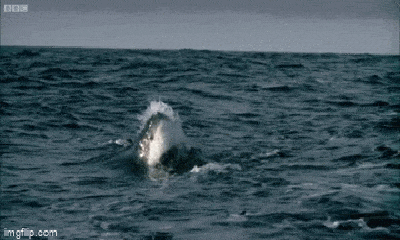 Video: Khoảnh khắc cá mập trắng bay người lên không đớp hải cẩu 