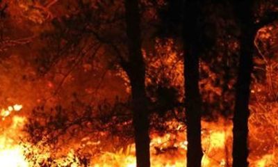 Tin thời sự mới nóng nhất 9/3: Cháy rừng khiến hai người tử vong ở Kon Tum 