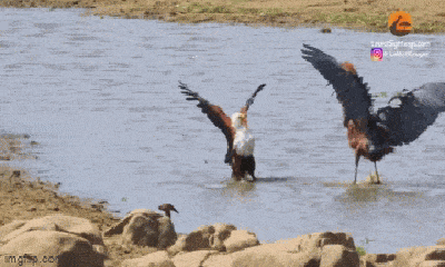 Video: Kết cục bất ngờ của 3 con chim săn mồi khét tiếng 