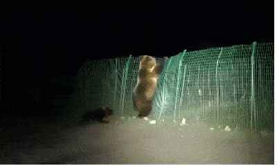 Video: Gấu bị đàn chó tấn công, vội vã thoát thân qua hàng rào