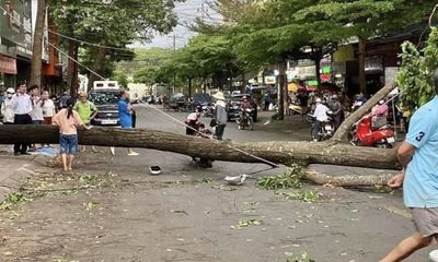 Tin thời sự mới nóng nhất 25/4: Tin mới nhất vụ cây xanh bật gốc đè người phụ nữ đi đường ở Đắk Lắk