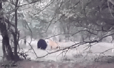 Video-Hot - Video: Hổ dữ bị gấu đuổi đánh tơi tả 