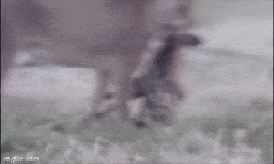 Video: Chó hoang dùng tuyệt chiêu thoát khỏi nanh vuốt sư tử