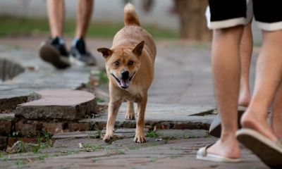 Tin thời sự mới nóng nhất 7/7: Sẽ xử lý chủ tịch phường, xã ở Nam Định nếu dân để chó thả rông cắn người