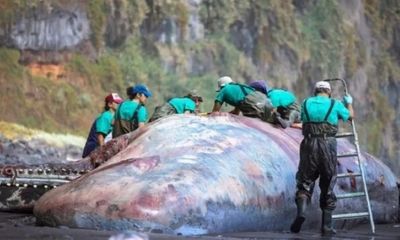 Video: Phá hiện khối long diên hương 545.000 USD trong bụng cá nhà táng