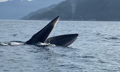 Du khách thích thú bắt gặp cặp cá voi trên biển Vũng Rô - Phú Yên 