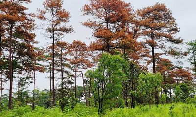 Vụ rừng thông bị triệt hạ ở Lâm Đồng: Yêu cầu tạm đình chỉ công tác 2 chủ tịch xã