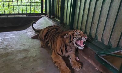 Tin nóng 24h hôm nay ngày 4/8: Gây mê 7 con hổ ở Phong Nha - Kẻ Bàng để chuyển về 
