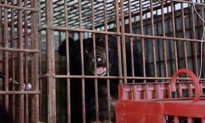 Tin thời sự nóng mới nhất ngày 3/10: Trung tâm cứu hộ ở vườn quốc gia Bạch Mã lần đầu tiếp nhận 2 con gấu