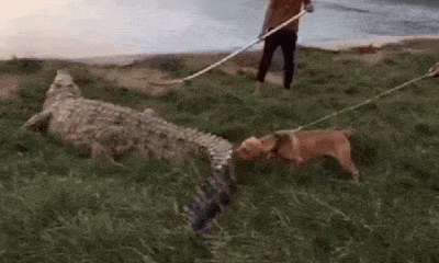 Video: Cả gan trêu ngươi cá sấu, chó nhà bị đối thủ nổi máu điên, dùng đuôi 