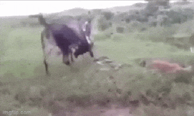 Video: Con non bị trăn Anaconda siết chết, bò mẹ nổi điên, tung đòn tấn công đối thủ để trả thù