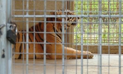 9 con hổ ở Nghệ An sau giải cứu: Phí chăm sóc 20 triệu đồng/ngày