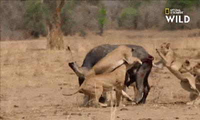 Video: Bị cả đàn sư tử khát máu bao vây, trâu rừng dũng mãnh đánh bại kẻ săn mồi nhờ ngón đòn đặc biệt