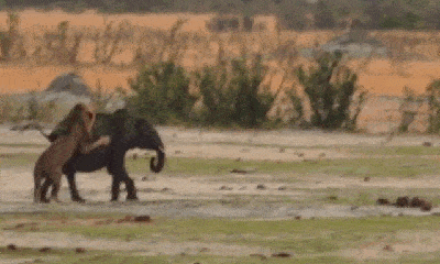 Video: Sư tử đực phi thân, nhảy lên lưng hạ gục voi con