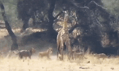 Video: Cả đàn sư tử vây hãm, hợp sức quật ngã hươu cao cổ