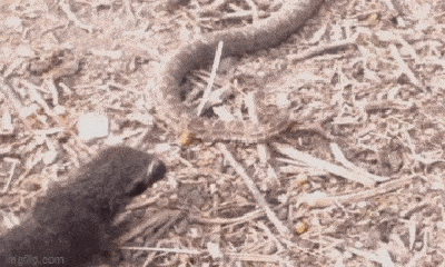 Video: Cầy Mangut tấn công rắn lục cực độc, chiến thắng sẽ thuộc về bên nào?