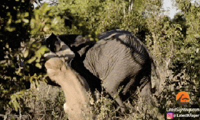 Video: Lớn mật tấn công voi rừng, sư tử nhận cái kết đắng
