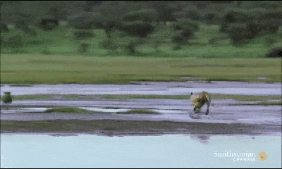 Video: Bị sư tử truy sát, linh dương con thoát chết ngoạn mục nhờ vũ khí đặc biệt