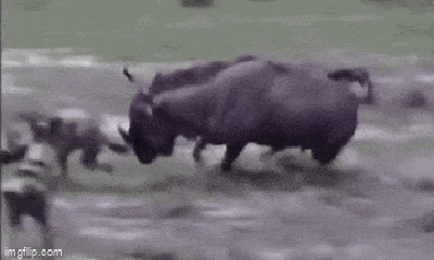Video: Bị đàn chó hoang tấn công, linh dương đầu bò nổi điên húc kẻ đi săn bất tỉnh