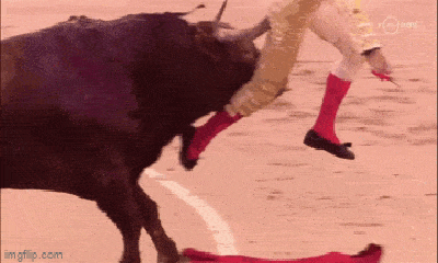 Video: Bị bò tót húc văng lên không trung, nam võ sĩ suýt mất mạng