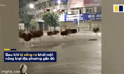 Video: Hàng trăm con đà điểu tẩu thoát khỏi nông trại, gây náo loạn đường phố
