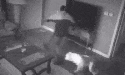 Video: Chó Pitbull lao ra tấn công kẻ đột nhập, bảo vệ chủ nhân